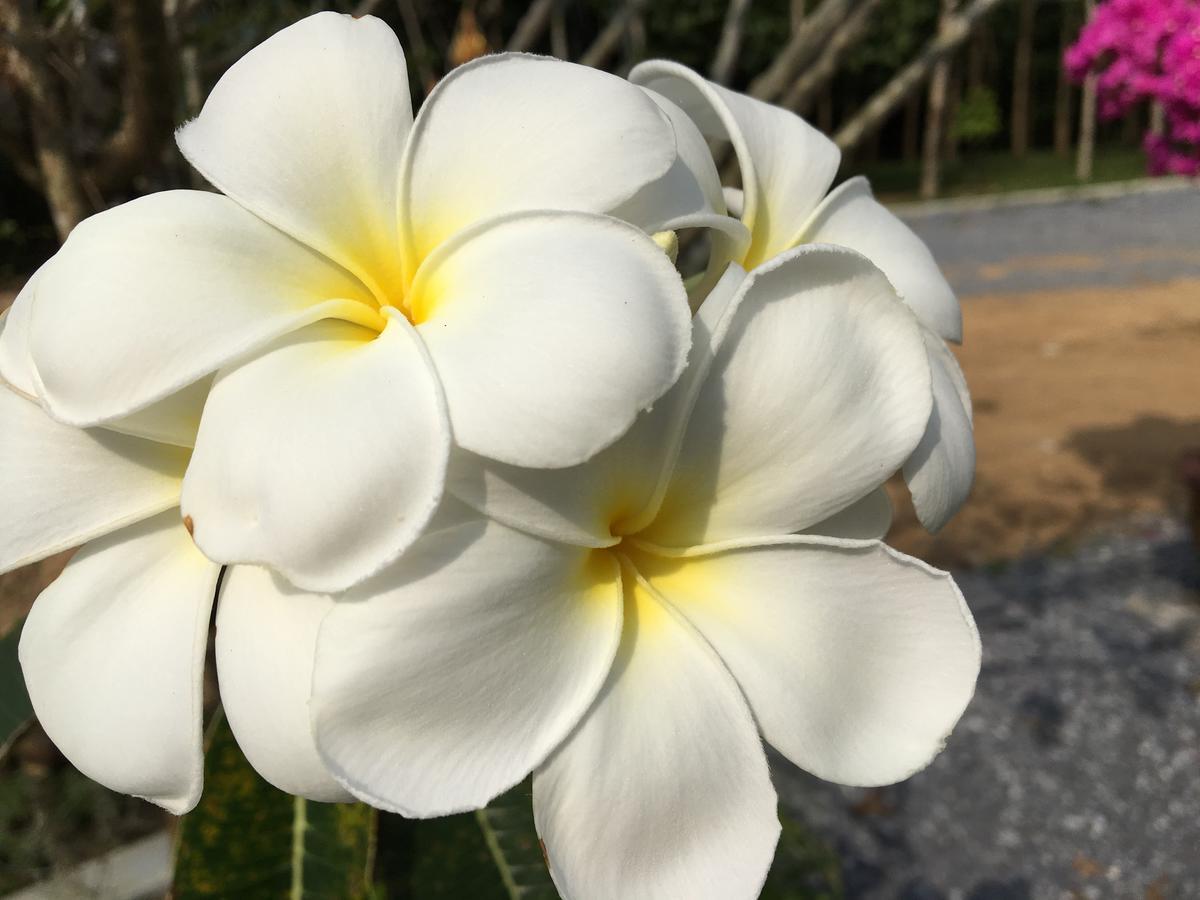 The Herbal Khao Lak Ngoại thất bức ảnh
